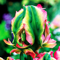 Tulipany Exotic Parrot 5 cebulek