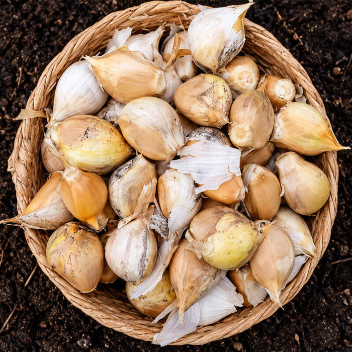 Garlic Elephant – 3 Giant Cloves for Autumn & Spring Planting